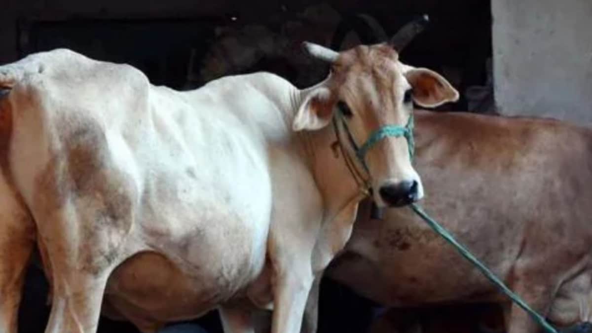 UP Gets ‘Go-LX’, New OLX-Style Platform That Aims To Protect Indigenous Cows