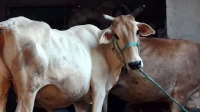 Locals reported that cows’ stomachs swell after consuming the water, leading to death within a short time.