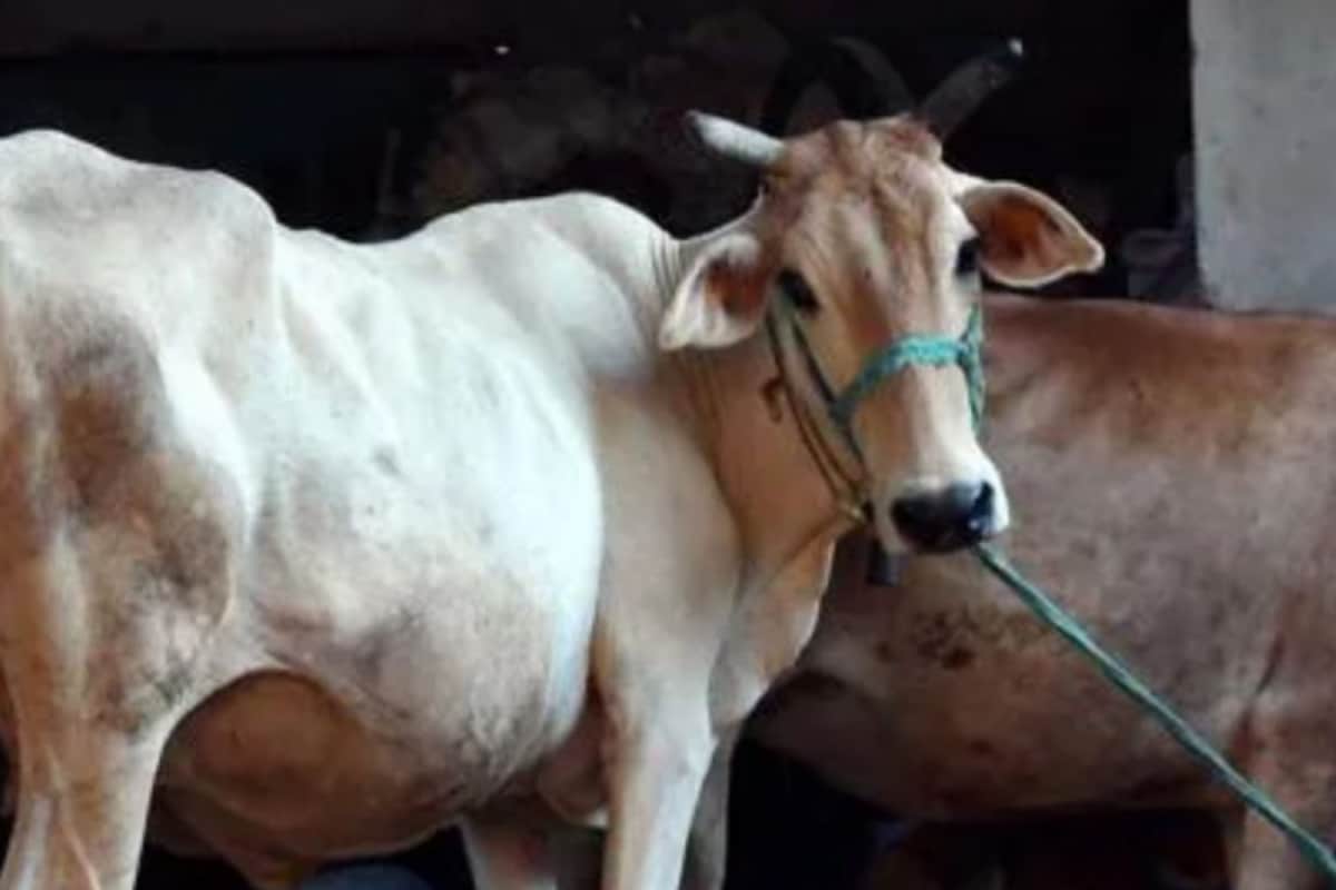 After Suvendu Govt’s Curbs, Muslim Clerics In Bengal Urge Community Not To Slaughter Cows On Eid-ul-Adha