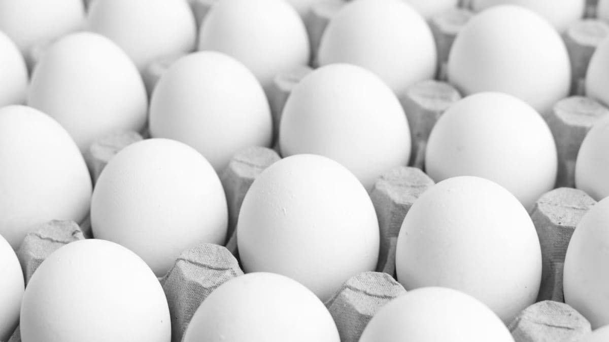 Saudi Arabia Bans Egg, Poultry Imports From India, 39 Other Countries Amid Bird Flu Fears