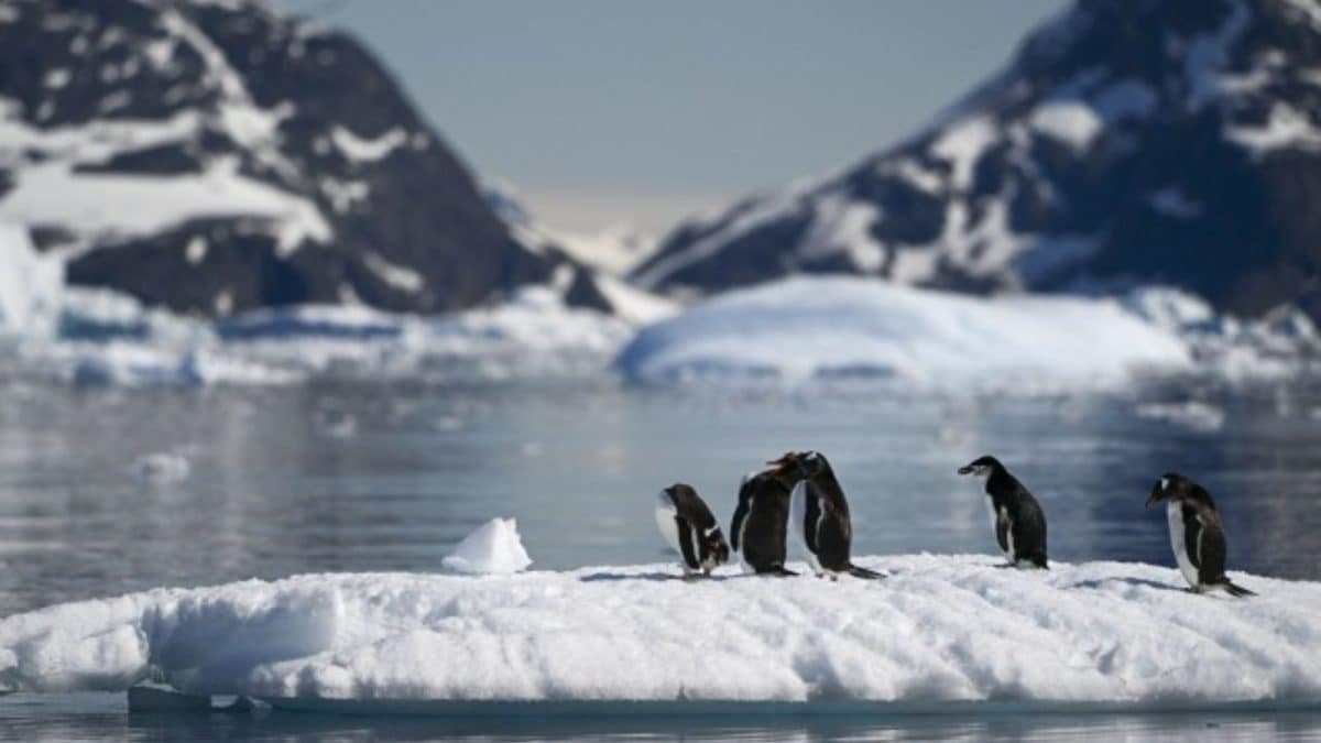 Researcher Warns Of Bird Flu 'Capable Of Killing 100%' Infected Fauna In Antarctica