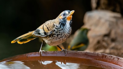 7 Best Birdwatching Spots In India