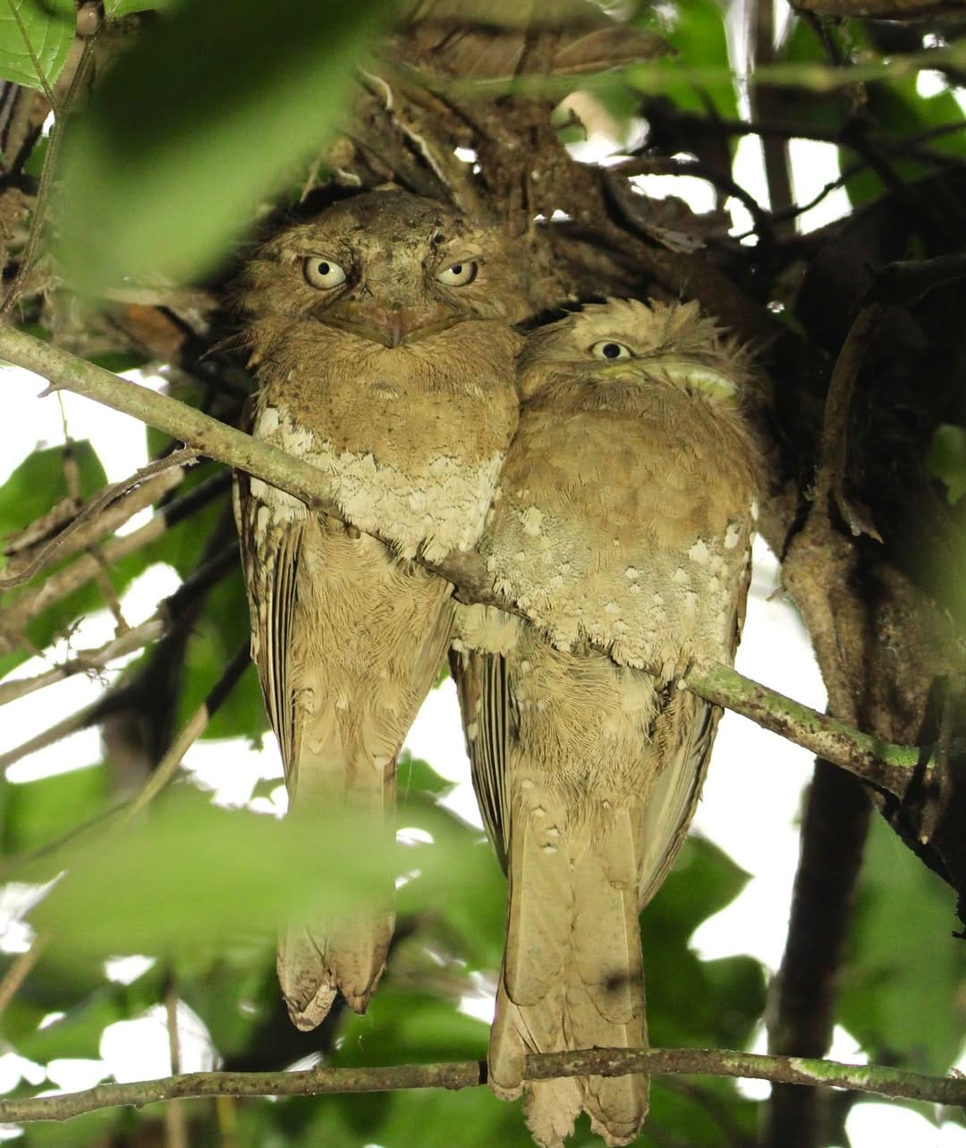 Thattekad Bird Sanctuary, Kerala: Described as the "richest bird habitat in peninsular India," this lowland evergreen forest is a Western Ghats treasure. It is famous for elusive species like the Ceylon Frogmouth and Malabar Trogon. Its dense canopy provides a sanctuary for over 300 species. 
