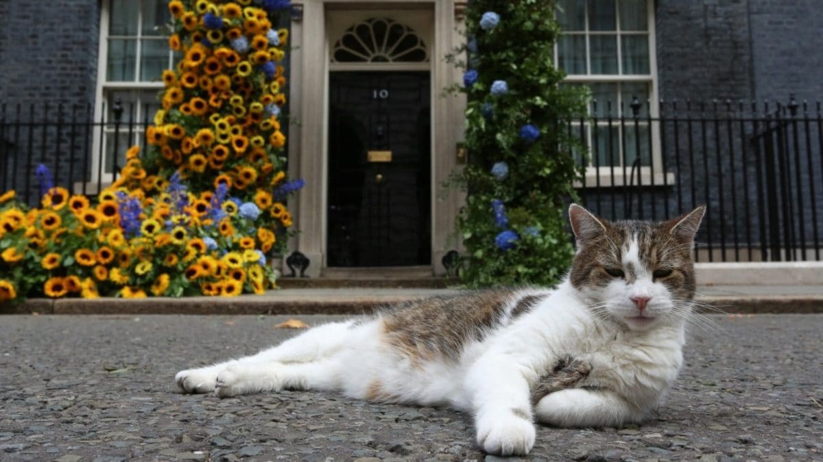 Britain's Most Famous Cat, Larry, Marks 15 Years As Downing Street's Chief Mouser
