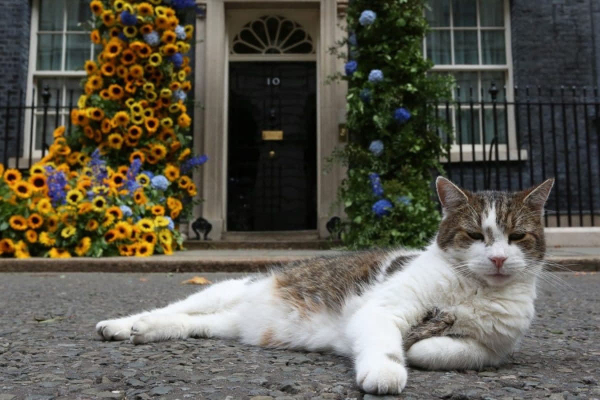Britain’s Most Famous Cat, Larry, Marks 15 Years As Downing Street’s Chief Mouser