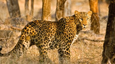 Across Telangana and neighbouring states, sightings of leopards and tigers near highways, villages, and farmlands have become increasingly common. (Representative image: Getty)