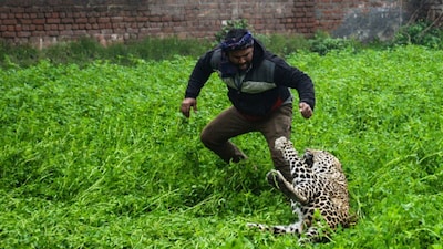 Reports show that Maharashtra farmers face an annual agricultural and livestock loss estimated between Rs 10,000 crore and Rs 40,000 crore due to human-wildlife conflicts. (Representational Photo/ Getty)