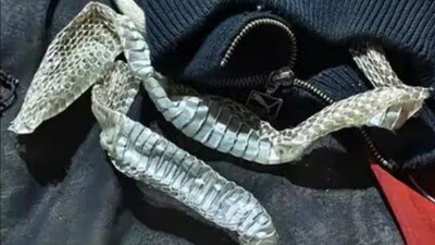 The snake’s discarded skin found on the bed. (News18)