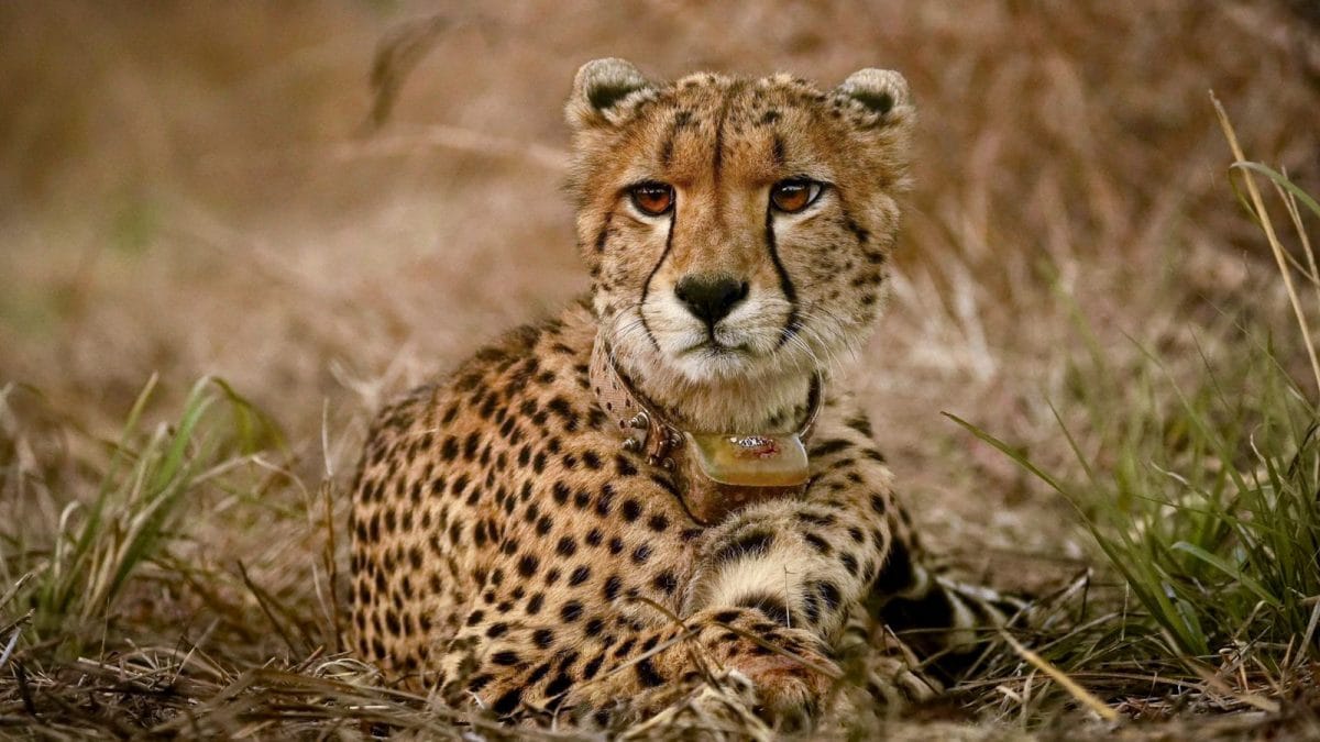 Project Cheetah Leaps Forward: Birth Of 5 Cubs Takes Total To 35; 8 More Being Translocated