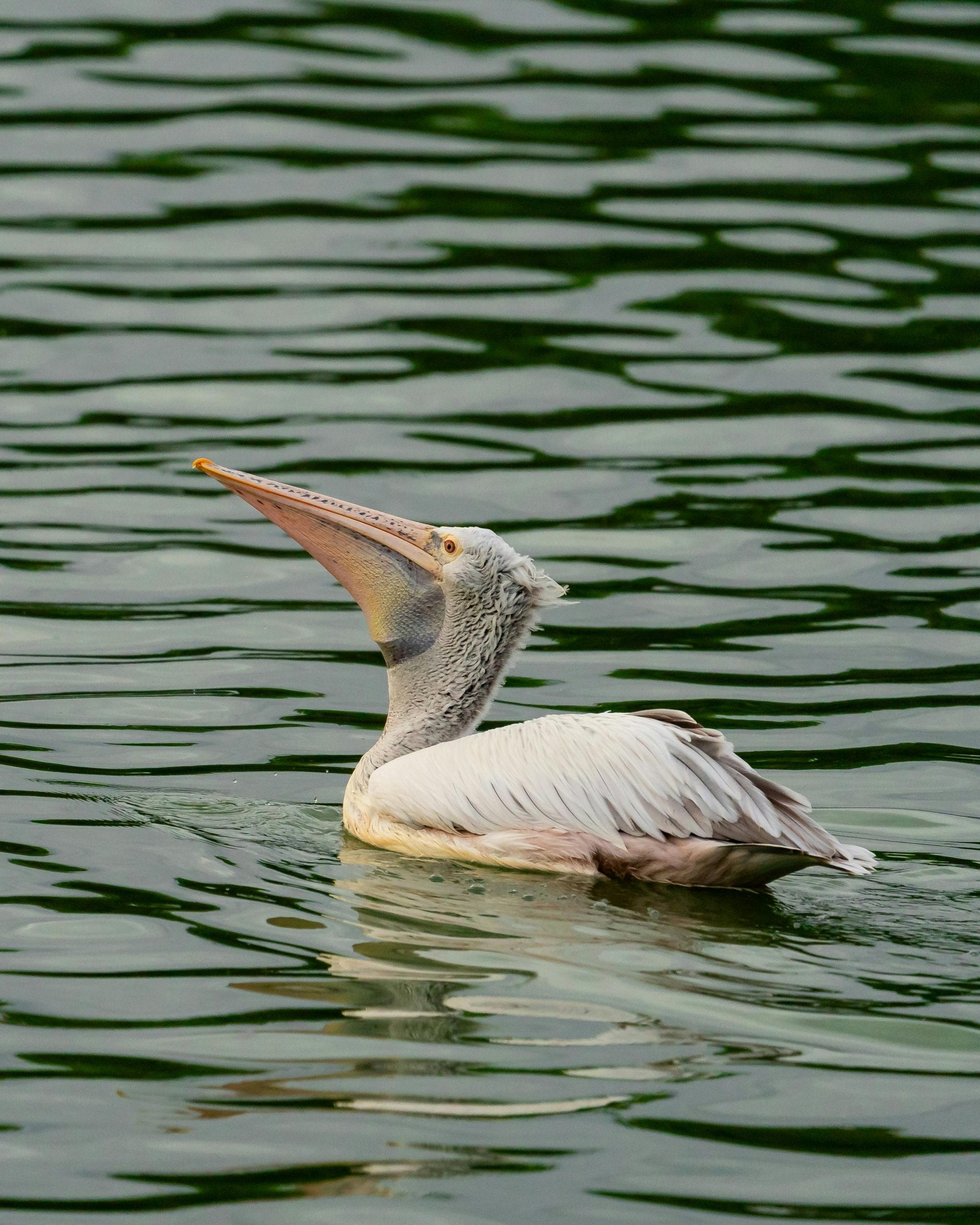 Ranganathithu Bird Sanctuary, Karnataka: Located on the banks of the Kaveri River, this sanctuary consists of six small islands. It is a major nesting site for Painted Storks, Open-billed Storks, and Spot-billed Pelicans. Guided boat tours offer a unique perspective on riverine bird life.
