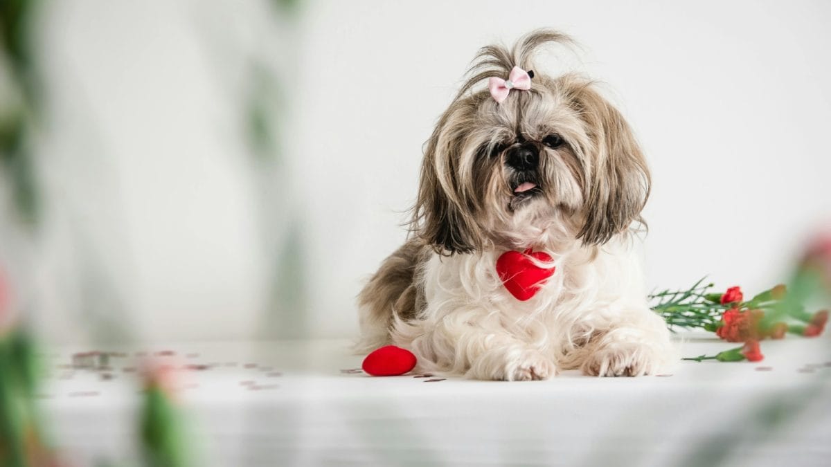 5 Way You Can Make Your Fur Baby Feel Special This Valentine’s Day