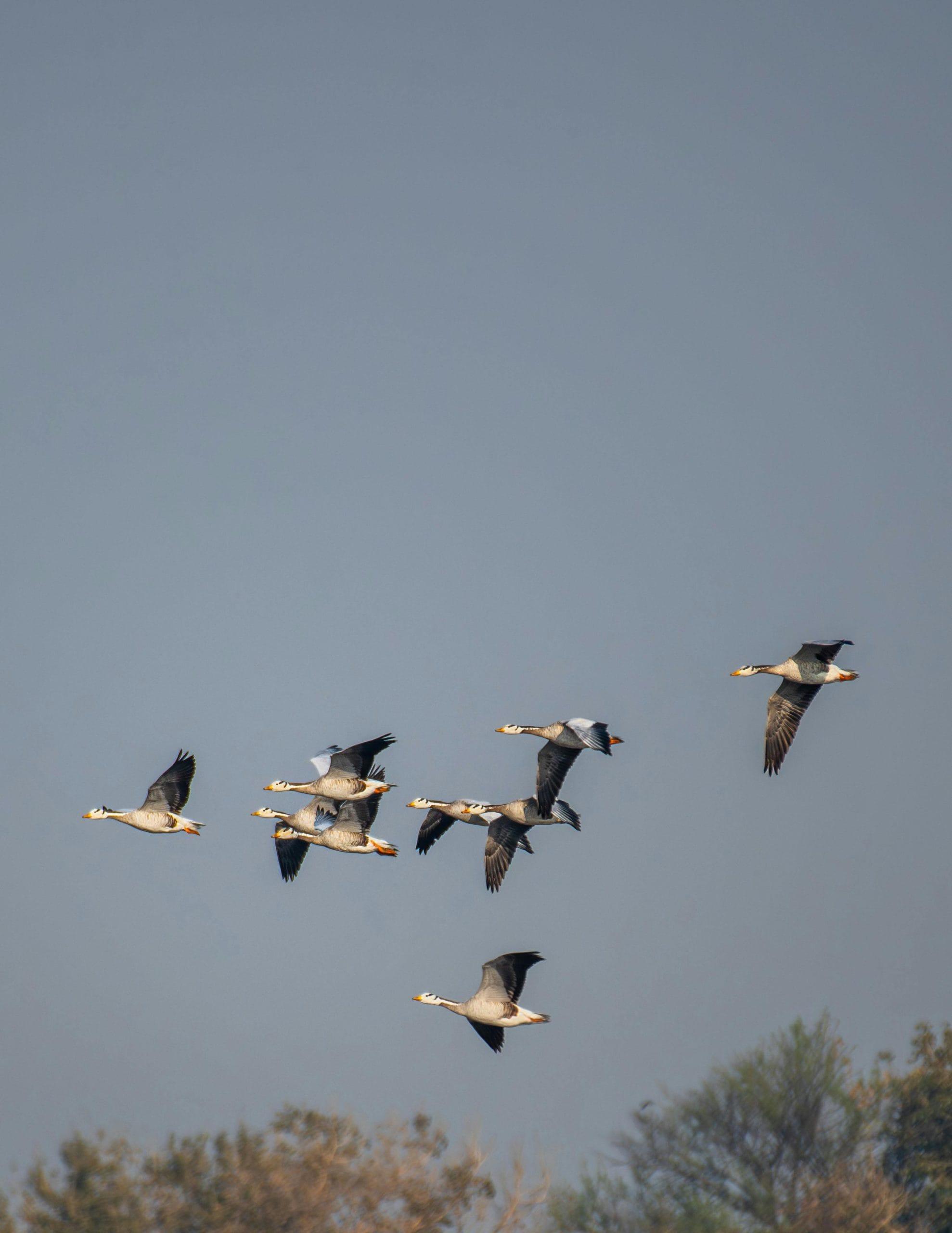 Sultanpur National Park, Haryana: This shallow freshwater wetland near Delhi is a vital stopover for Central Asian migrants. From October to March, thousands of Bar-headed Geese and Greater Flamingos fill the skies. Its accessible walking trails and watchtowers offer excellent vantage points for photographers.