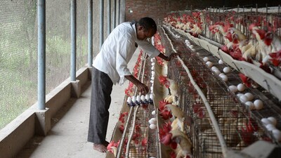 A poultry farmer collects eggs at his farm on the outskirts of Hyderabad. (AFP file photo)