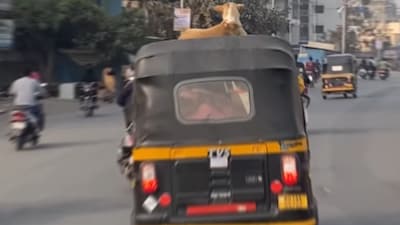 While many found the moment hilarious, others questioned the safety of the animal.(Photo Credit: Instagram)