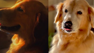 Boman Irani posted a series of six pictures in his latest post. (Photo Credit: Instagram)