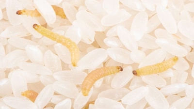 Children fall ill as worms found in rice served at school in Muddebihal taluk