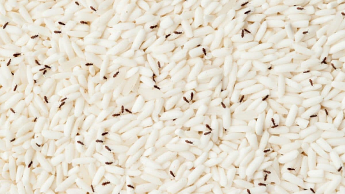 8 Easy Kitchen Hacks To Keep Rice Fresh, Dry And Completely Worm-Free For Months