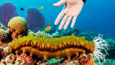 Sea cucumbers are marine animals, not vegetables, with leathery bodies and tentacles.