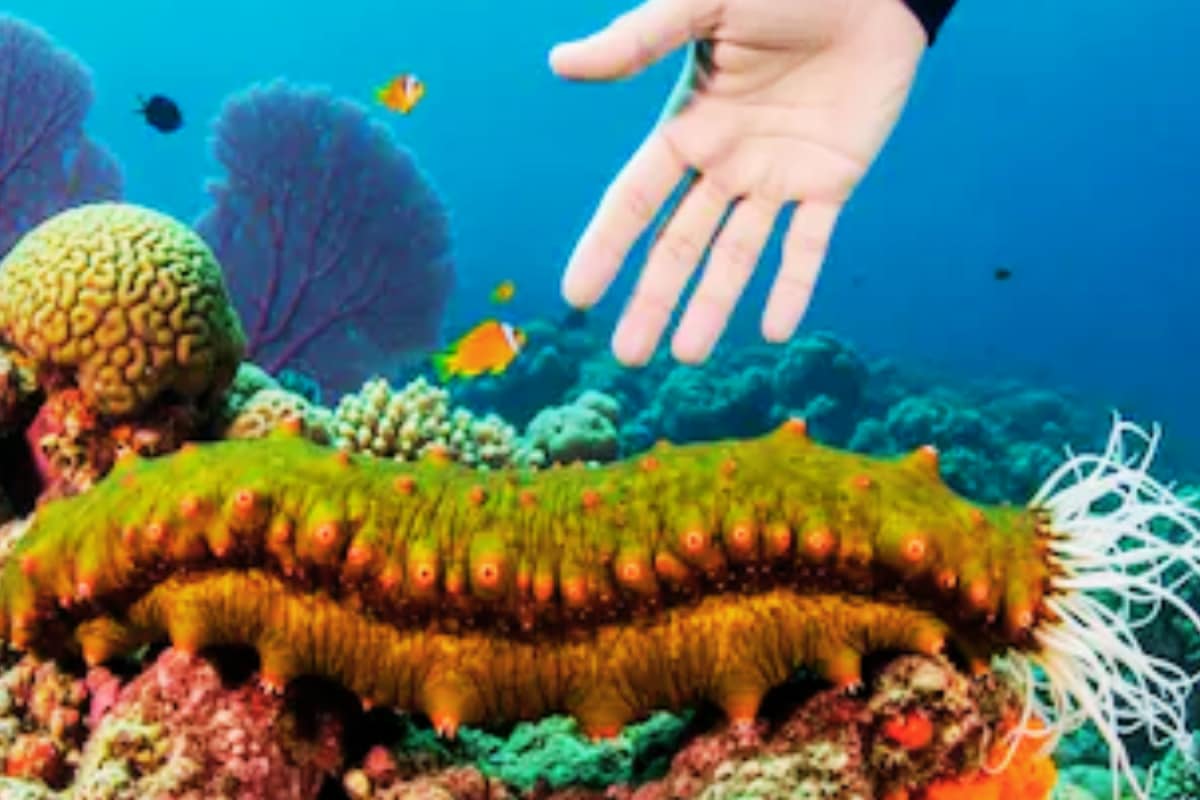 Sea Cucumber Is Neither Fruit Nor Vegetable. So What Is It?