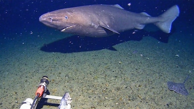 A sleeper shark was spotted near the Antarctic Ocean. (AP)
