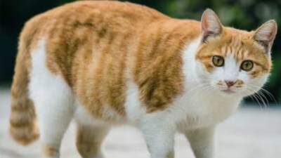 The FIR states that the pregnant cat was wrapped in plastic, placed inside a basket, and secretly transported in an auto-rickshaw to an undisclosed location, putting her life at risk.