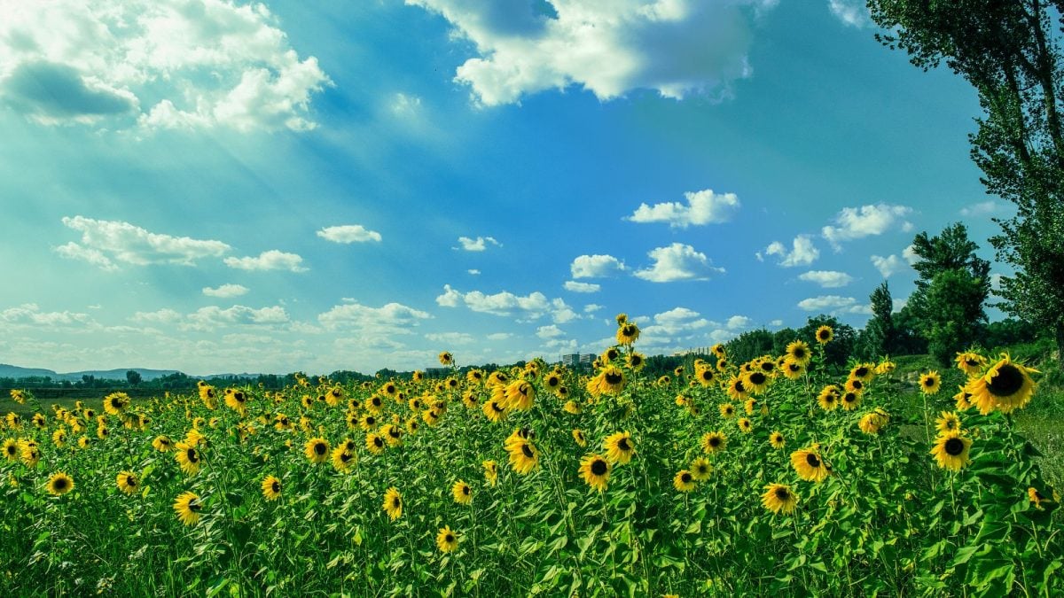 Bengaluru Weather: IMD Flags Rising Temperatures, Hot Days Ahead