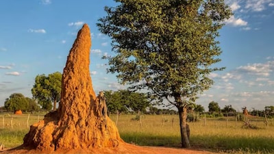 Scientists stress that termite mounds are not merely shelters, but entire ecosystems.