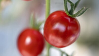 This was achieved not through crossbreeding, but by precisely editing the tomato genome using the CRISPR/Cas9 tool. (AFP file photo)