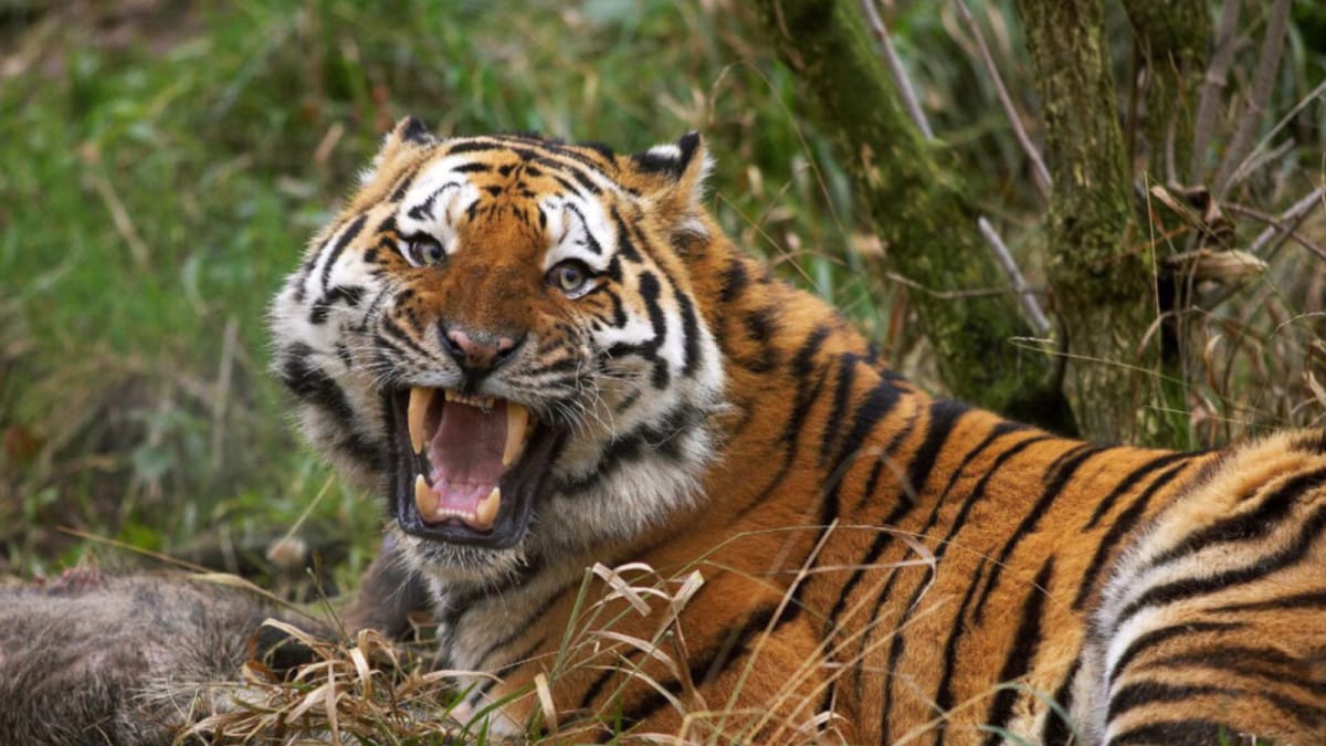 Not Just You, Even These Tigers Are On Intermittent Fasting For ‘Health Benefits’ - What They Eat In The Wild