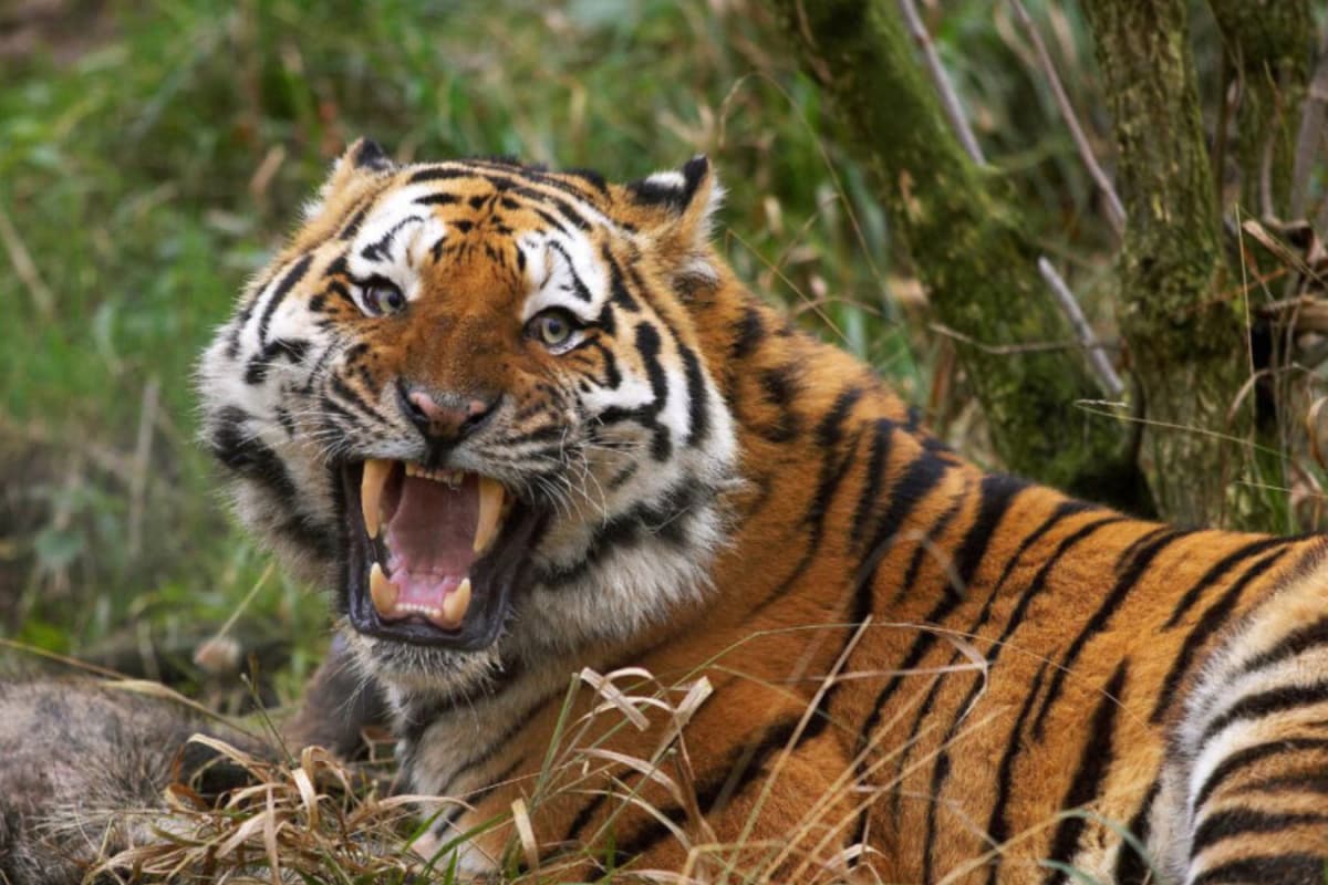 Not Just You, Even These Tigers Are On Intermittent Fasting For ‘Health Benefits’ – What They Eat In The Wild