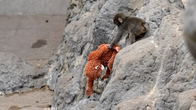 Punch was born last year in Japan. (Photo Credit: Instagram)