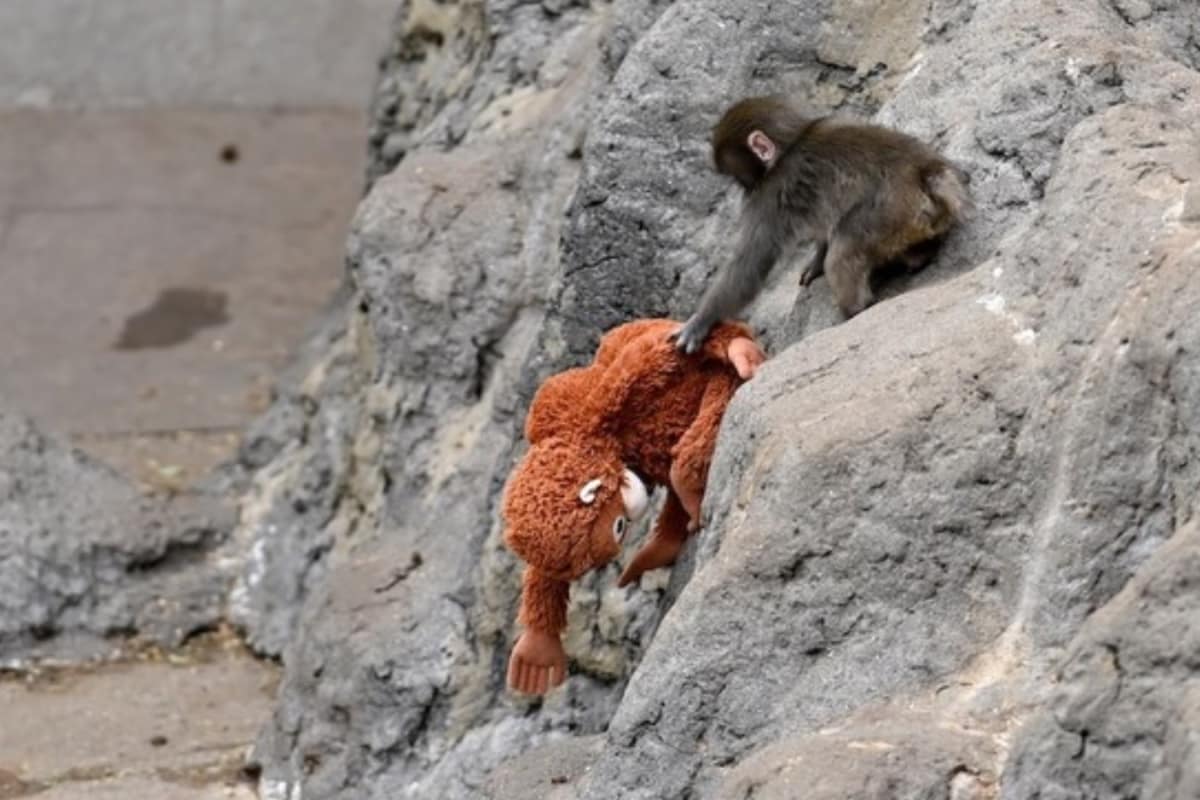 The Story Of Punch The Monkey: Why Do Animal Mothers Abandon Their Babies
