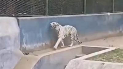  PETA India has urged officials to consider shifting the animal to a sanctuary.(Photo Credit: X/RAHUL)