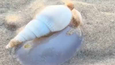 The video shows cone snails scattered across Blue Flag Beach.(Photo Credit: Instagram)