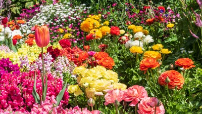 Many garden lovers prefer to decorate their gardens with flowers that are not only easy to grow but requires minimal care. For colourful blossoms this spring, from fragrant jasmine to vibrant hibiscus, here is a curated list of five-petal flowers that thrive effortlessly in Indian gardens. (Image-iStock)