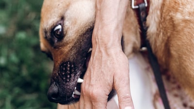 Vet explains how heat and stress make strays more reactive, with safety tips and key precautions after a fatal Pune incident. (Image-Canva)