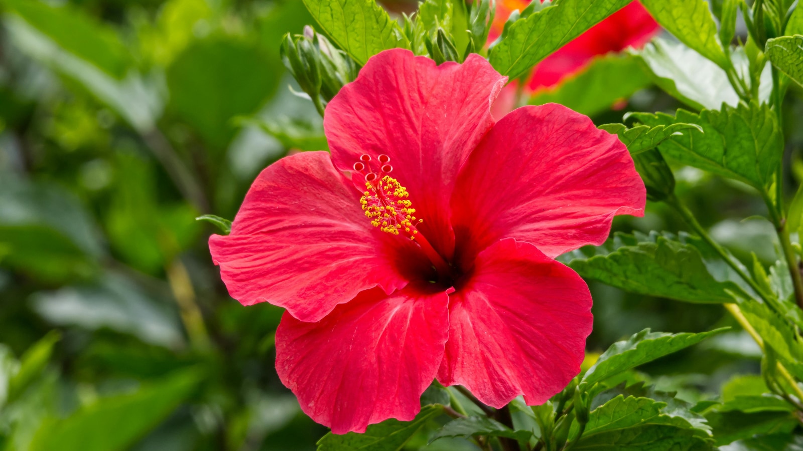Love Gardening? These 7 Gorgeous Five-Petal Flowers Grow Easily In Indian  Climates