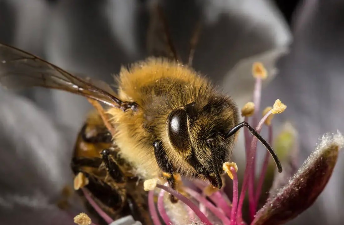 Bees: Bees are very sensitive to changes in atmospheric pressure and humidity. Before a heavy rainstorm or thunderstorm, bees will detect the shift in the air and return to their hives en masse to protect the colony and its honey stores.