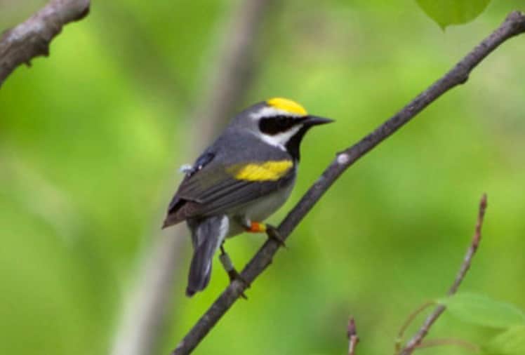 Birds: Many migratory birds can sense infrasound from storms or volcanic eruptions long before they arrive. Research shows that some species, such as the golden-winged warbler, will vacate their nesting grounds days before a larger bird. "supercell" A storm system is already hitting the area.