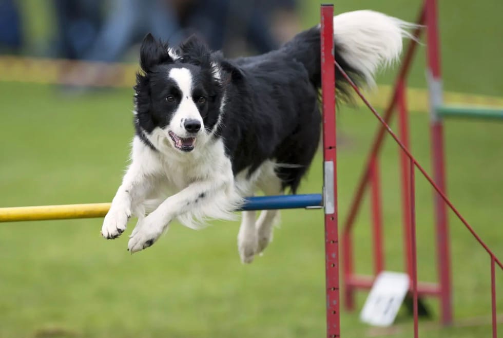 Border Collie: If you have time to train, the Border Collie is a budget-friendly dog ​​due to its sheer intelligence and physical toughness. They are less susceptible to expensive genetic diseases found in more established breeds, making long-term veterinary bills much lower.
