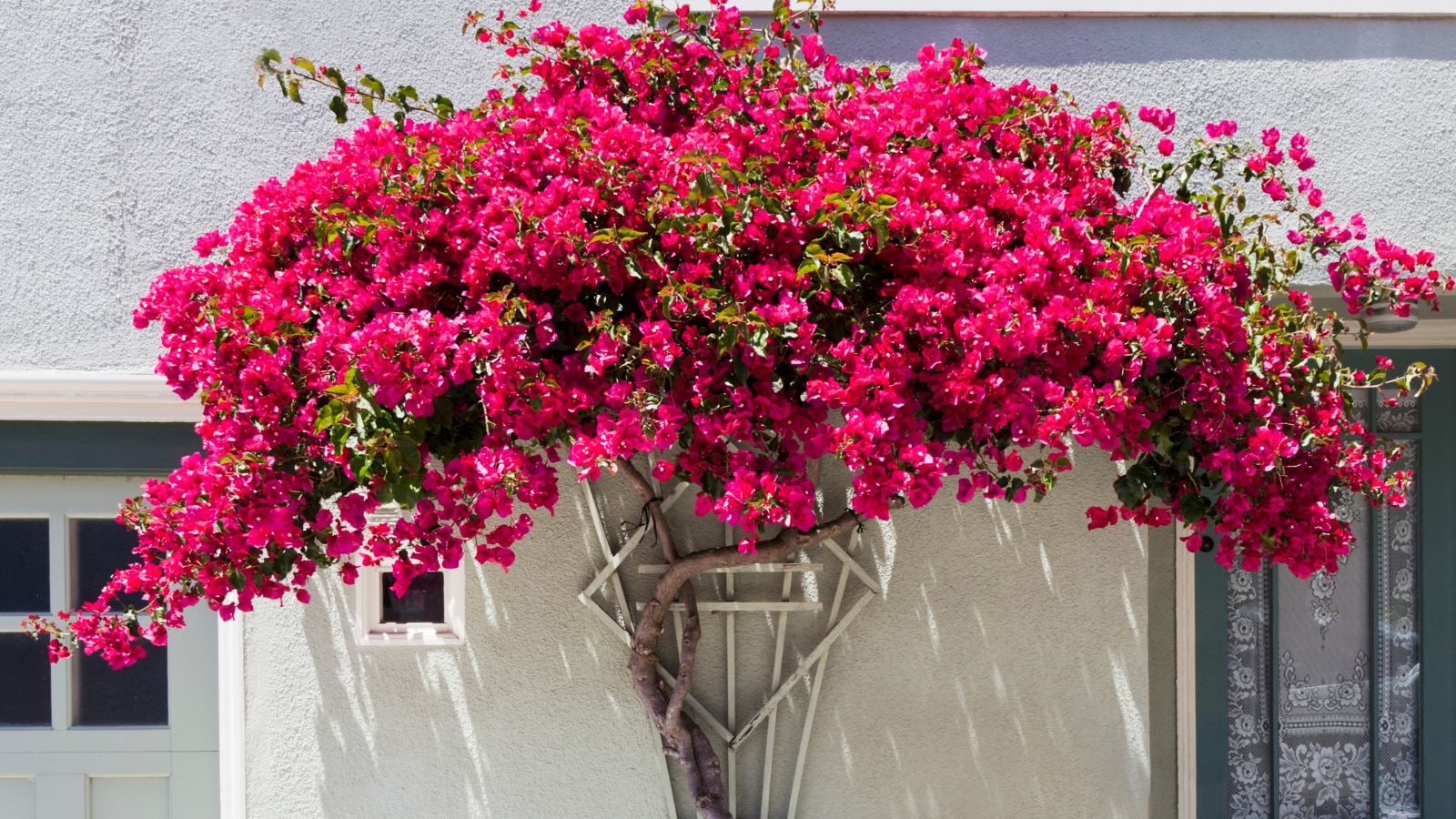 Bougainvillea: Bougainvillea is a sun-loving climber with vibrant bracts that create thick shade when grown along balcony grills, effectively reducing heat exposure, and its drought tolerance and rapid growth make it ideal for hot climates and low-water gardening conditions outdoors.