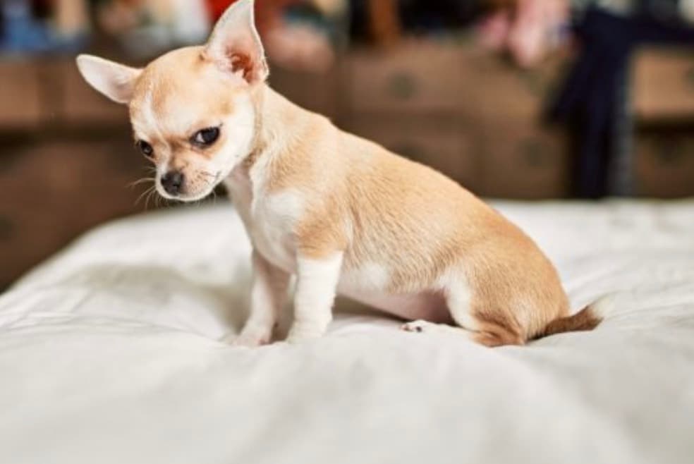Chihuahua: As one of the smallest breeds in the world, Chihuahuas are incredibly cheap to feed, and they only consume a fraction of the food that larger dogs require. Its small stature also means lower costs for accessories, boxes and travel, making it ideal for budget-conscious city dwellers.