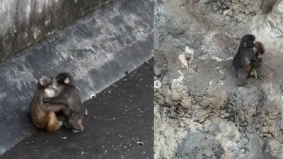 Punch’s stuffed toy can also be seen in some of the clips. (Photo Credit: Instagram)