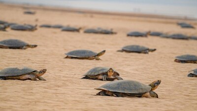 Researchers recorded over 41,000 of South American river turtle in one season. 