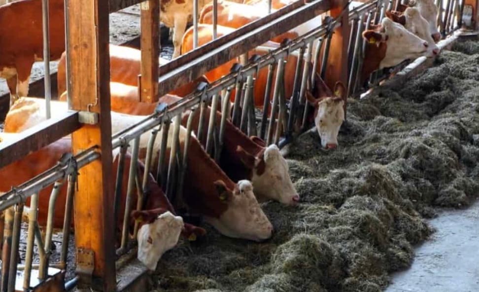  Denmark has a long-standing tradition of dairy farming and milk consumption. Its agricultural sector places a strong emphasis on dairy production, and milk-based products are a regular part of daily meals. Danish cuisine often features cheese, butter, yogurt, and milk, which helps explain the country’s high levels of dairy consumption.