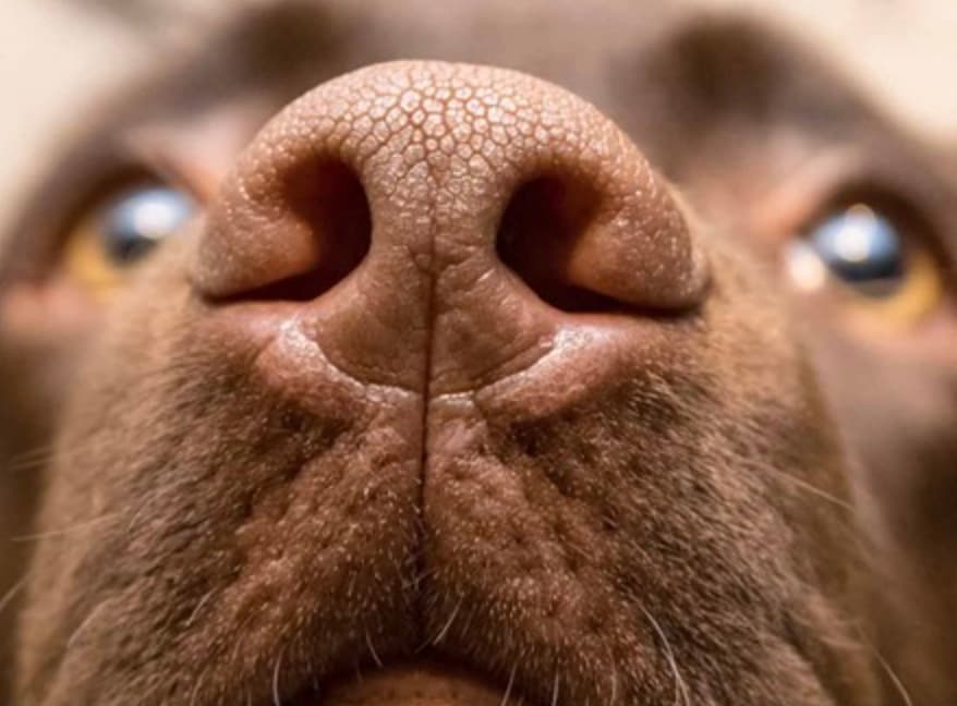 Dogs: With a sense of smell that is 100,000 times sharper than humans, dogs can detect smell. "scent" From fear or illness. Even more impressive is that many can sense changes in atmospheric pressure or seismic shifts, and often bark or act anxious before earthquakes strike.