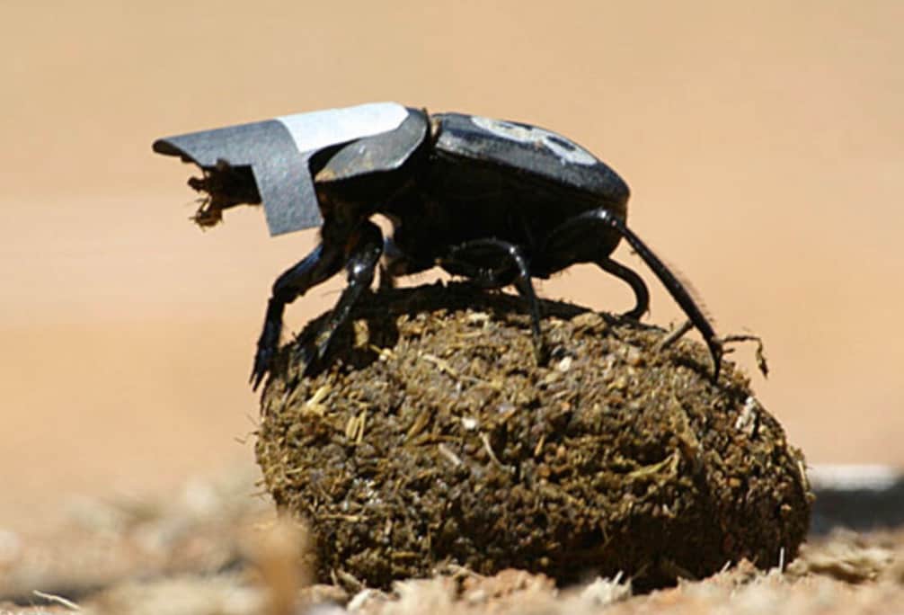 تسترشد خنافس الروث بالنجوم: فبينما تنظر معظم المخلوقات إلى الأرض، تنظر خنفساء الروث الأفريقية إلى السماء. تستخدم هذه الحشرات الصغيرة ضوء مجرة درب التبانة للتنقل في خطوط مستقيمة، مما يضمن لها دحرجة حمولتها الثمينة بعيدًا عن اللصوص المنافسين بسرعة.