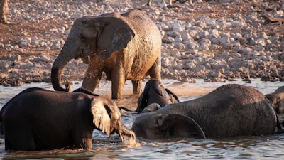 They are surprisingly playful and might even give you a light splash back. It is an intimate bridge between humans and the wild. Representative Image: Canva