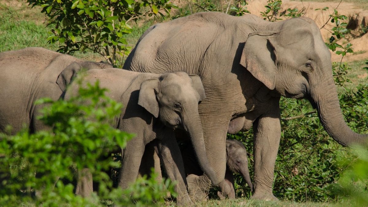 Fed Up With Elephant Menace, Karnataka MLA Turns To Ganesha Temple For Help