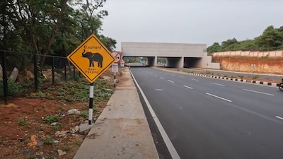 Beyond elephants, the cameras have revealed that leopards and other smaller mammals are also using the bridge, effectively reconnecting a severed ecosystem. Image: News18